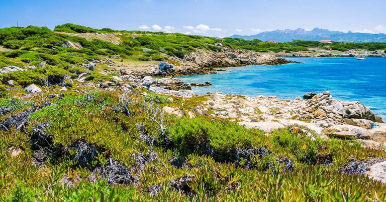 Macchia Mediterranea, una “casa” da preservare – classe 1^A Scuola Secondaria di I grado